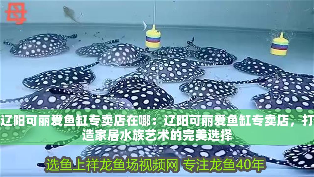 遼陽可麗愛魚缸專賣店在哪：遼陽可麗愛魚缸專賣店，打造家居水族藝術的完美選擇