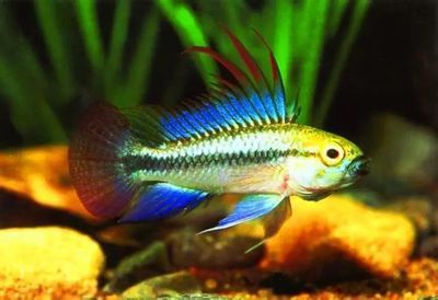 遼陽可麗愛魚缸專賣店在哪：遼陽可麗愛魚缸專賣店，打造家居水族藝術的完美選擇