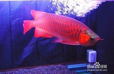 紅龍魚的介紹詞語怎么寫一年級：一年級紅龍魚的飼養(yǎng)技巧
