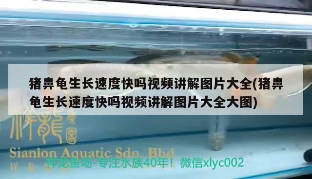 豬鼻龜生長速度快嗎視頻講解圖片大全(豬鼻龜生長速度快嗎視頻講解圖片大全大圖)