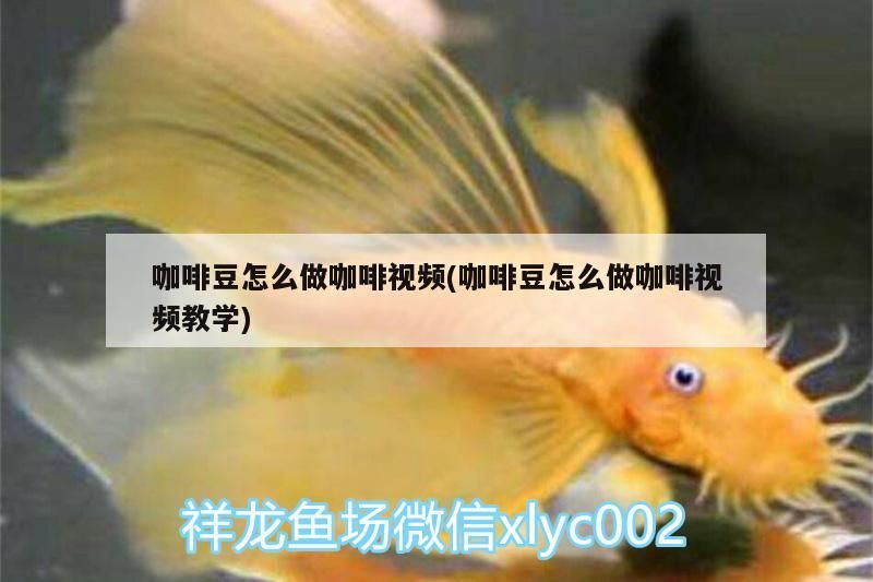 咖啡豆怎么做咖啡視頻(咖啡豆怎么做咖啡視頻教學)