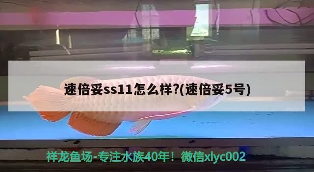 速倍妥ss11怎么樣?(速倍妥5號)