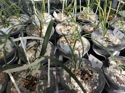 元寶鳳凰屬于什么品種圖片：元寶鳳凰屬于人工培育的觀賞魚品種其特點是短身、球形 元寶鳳凰屬于什么品種圖片：元寶鳳凰屬于人工培育的觀賞魚品種其特點是短身、球形 元寶鳳凰魚百科 第3張