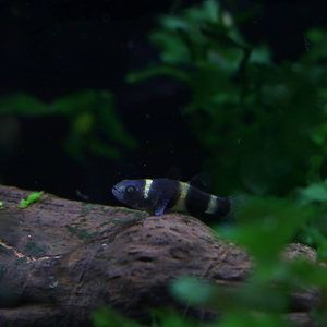 虎魚活體運輸技巧，虎魚活體運輸技巧及注意事項