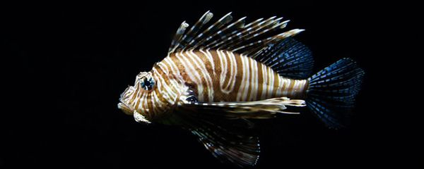 七彩神仙魚和魟魚混養七彩縮鰭：七彩神仙魚可以與魟魚混養嗎