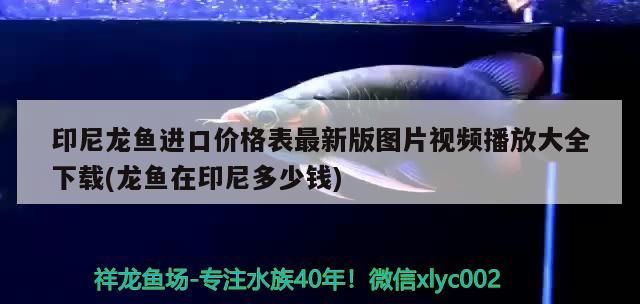 浮萍魚缸造景圖片大全欣賞(浮萍養在魚缸是否會越來越多)