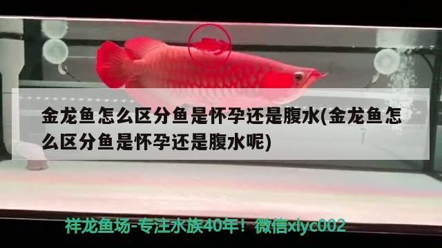 金龍魚怎么區分魚是懷孕還是腹水(金龍魚怎么區分魚是懷孕還是腹水呢)