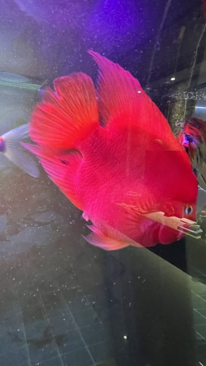 中山市小欖鎮耀記水族用品店