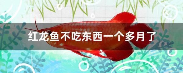 紅龍魚(yú)半個(gè)月都不吃東西了怎么辦