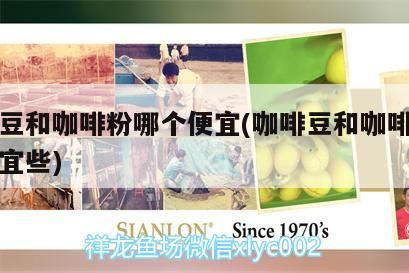 咖啡豆和咖啡粉哪個便宜(咖啡豆和咖啡粉哪個便宜些)