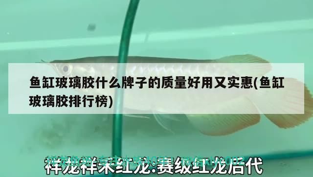 魚缸玻璃膠什么牌子的質量好用又實惠(魚缸玻璃膠排行榜)