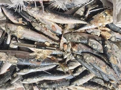 藍珀金龍魚真假鑒別技巧：如何辨別藍珀金龍魚真假