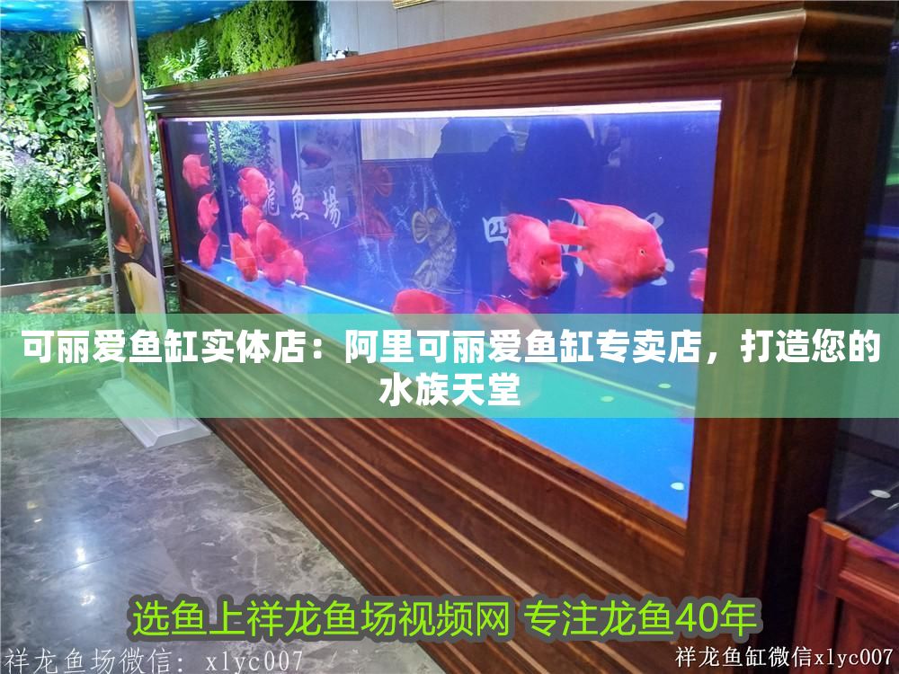 可麗愛魚缸實體店：阿里可麗愛魚缸專賣店，打造您的水族天堂