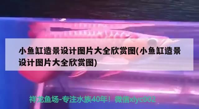 龍魚干蝦有營養(yǎng)嗎 小魚缸造景設(shè)計(jì)圖片大全欣賞圖(小魚缸造景設(shè)計(jì)圖片大全欣賞圖) 元寶鳳凰魚百科 小魚缸造景設(shè)計(jì)圖片大全欣賞圖(小魚缸造景設(shè)計(jì)圖片大全欣賞圖) 小魚缸造景設(shè)計(jì)圖片大全欣賞圖(小魚缸造景設(shè)計(jì)圖片大全欣賞圖) 元寶鳳凰魚百科