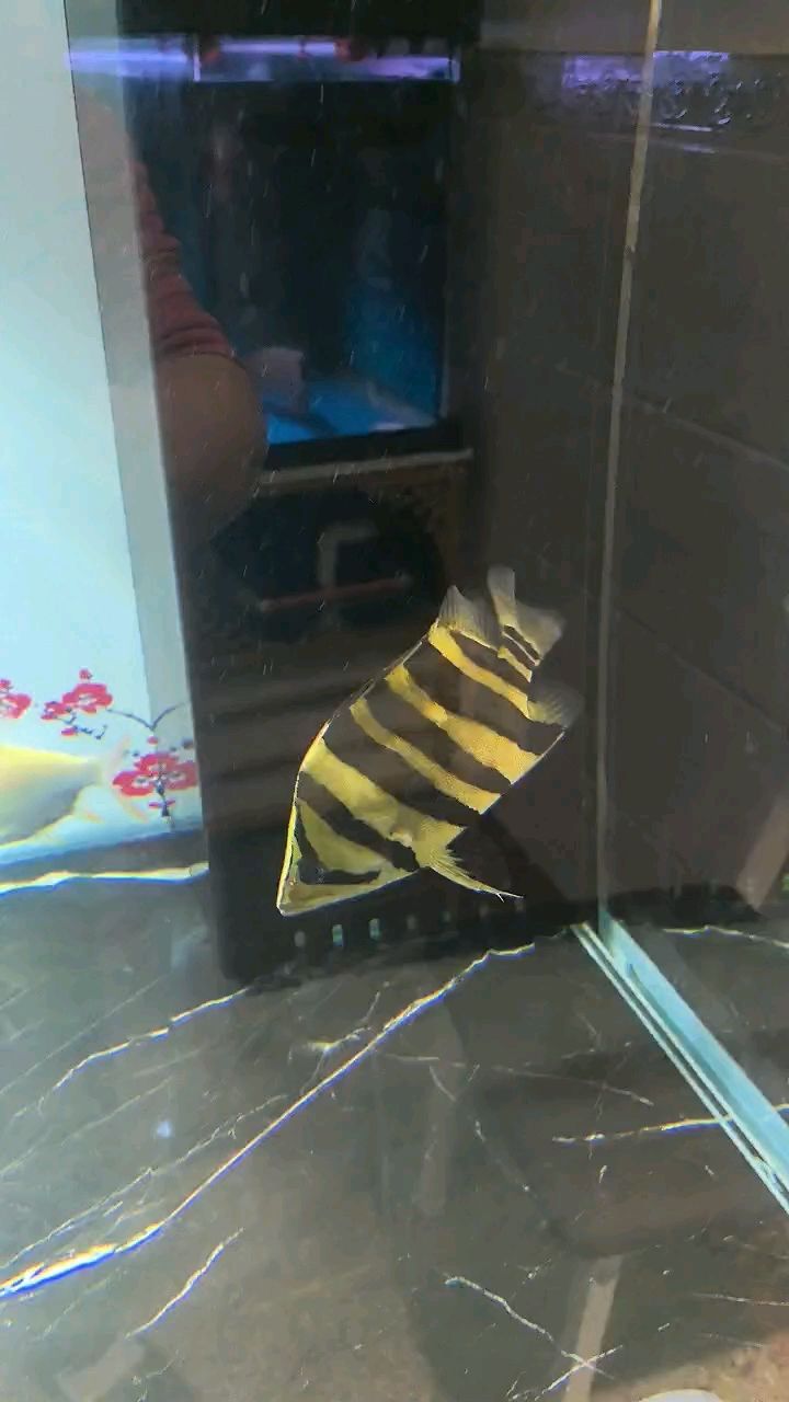 虎魚還是要下大缸才有狀態(tài) 虎魚還是要下大缸才有狀態(tài) 龍魚論壇
