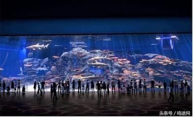 開水族館利潤有多大啊：開一家水族館的投資成本