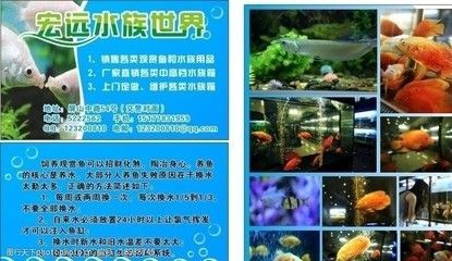 水族館常見的魚介紹（水族館中常見的幾種魚類及其詳細介紹） 水族館常見的魚介紹（水族館中常見的幾種魚類及其詳細介紹） 水族館百科（水族館加盟） 第4張