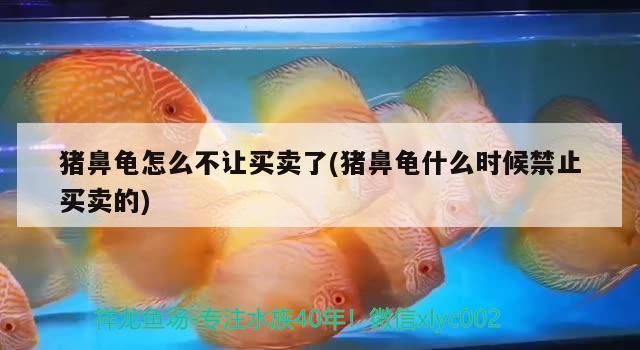 豬鼻龜怎么不讓買賣了(豬鼻龜什么時候禁止買賣的)