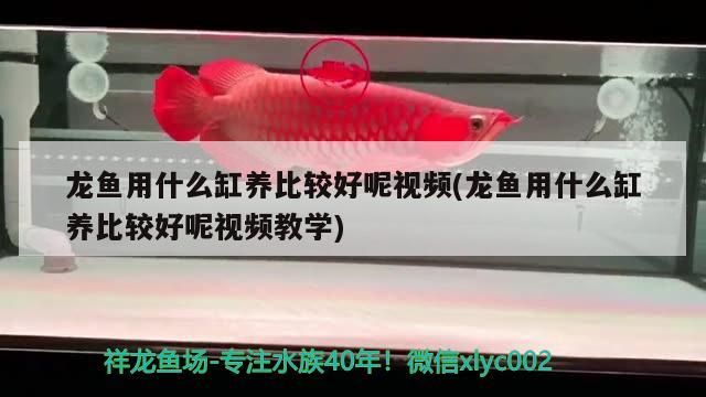 龍魚用什么缸養(yǎng)比較好呢視頻(龍魚用什么缸養(yǎng)比較好呢視頻教學(xué))