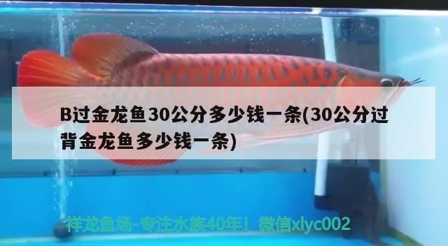 B過金龍魚30公分多少錢一條(30公分過背金龍魚多少錢一條)