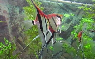 開個(gè)水族館賣觀賞魚掙錢嗎（開個(gè)水族館賣觀賞魚在滿足條件下是可以掙錢的）