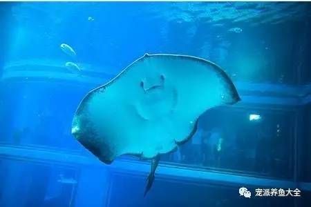 鰩魚和魟魚的區別圖片：鰩魚和魟魚在科屬、體型、生態環境等方面都有所區別