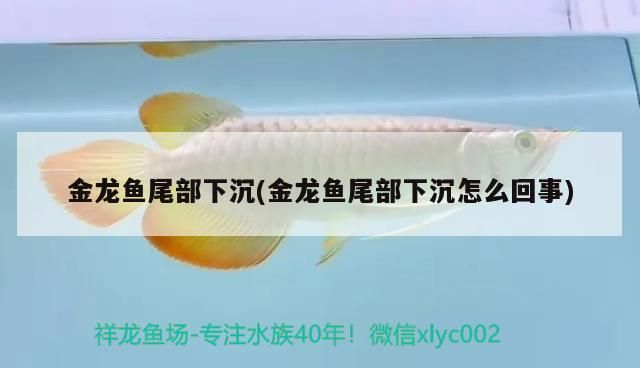 魚缸濾材怎么擺放視頻講解 魚缸濾材怎么擺放視頻講解圖片 魚缸濾材怎么擺放視頻講解 魚缸濾材怎么擺放視頻講解圖片 速倍妥魚糧魚藥 第1張
