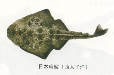魟魚尾巴咬了個口：關于魟魚尾巴咬了個口的問題，我可以提供以下信息