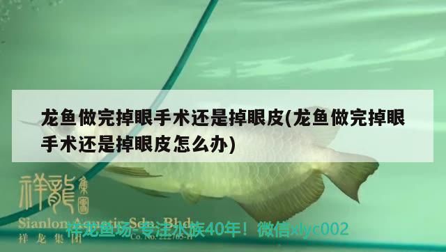 龍魚做完掉眼手術還是掉眼皮(龍魚做完掉眼手術還是掉眼皮怎么辦) 龍魚做完掉眼手術還是掉眼皮(龍魚做完掉眼手術還是掉眼皮怎么辦) 錦鯉魚百科