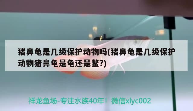 豬鼻龜是幾級(jí)保護(hù)動(dòng)物嗎(豬鼻龜是幾級(jí)保護(hù)動(dòng)物豬鼻龜是龜還是鱉?)