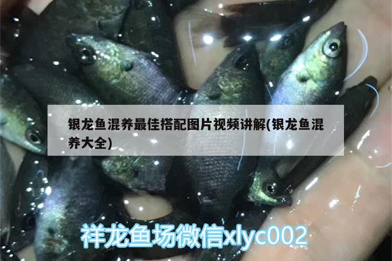 銀龍魚混養最佳搭配圖片視頻講解(銀龍魚混養大全)