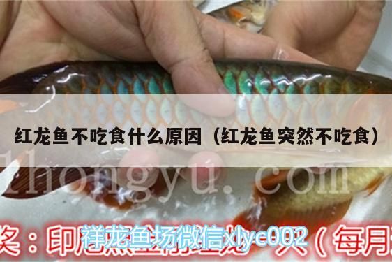 紅龍魚不吃食什么原因（紅龍魚突然不吃食）