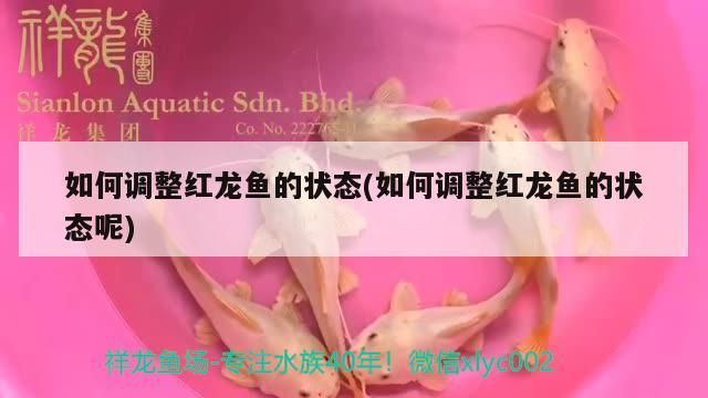 如何調整紅龍魚的狀態(如何調整紅龍魚的狀態呢) 如何調整紅龍魚的狀態(如何調整紅龍魚的狀態呢) 錦鯉魚百科