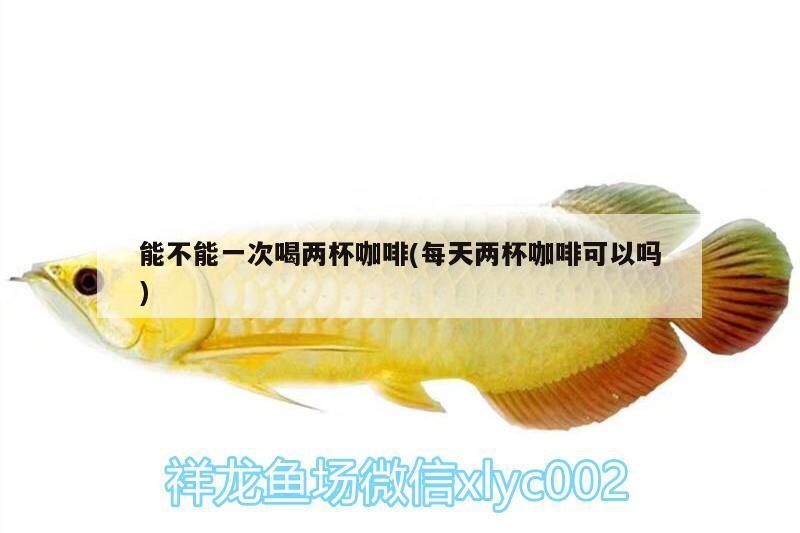 能不能一次喝兩杯咖啡(每天兩杯咖啡可以嗎) 能不能一次喝兩杯咖啡(每天兩杯咖啡可以嗎) 馬來西亞咖啡