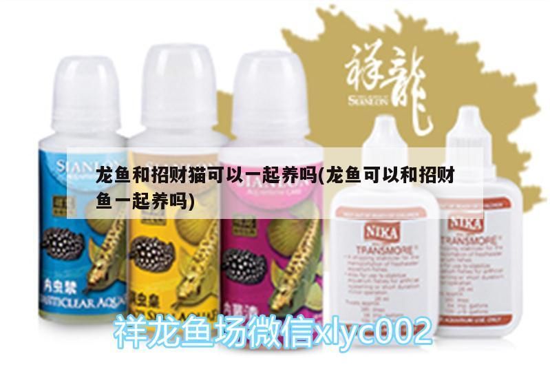 龍魚和招財貓可以一起養嗎(龍魚可以和招財魚一起養嗎)
