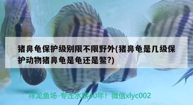 豬鼻龜保護(hù)級(jí)別限不限野外(豬鼻龜是幾級(jí)保護(hù)動(dòng)物豬鼻龜是龜還是鱉?)