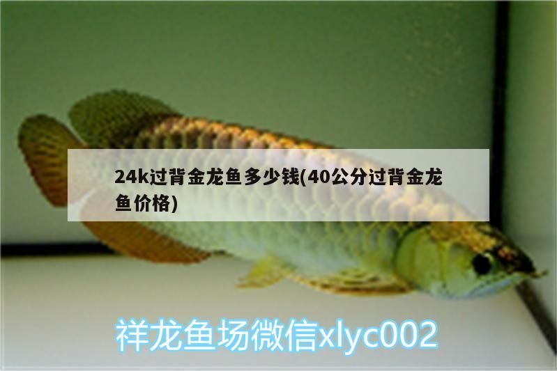 24k過背金龍魚多少錢(40公分過背金龍魚價格)