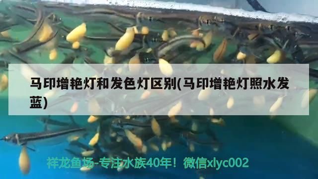 馬印增艷燈和發色燈區別(馬印增艷燈照水發藍)