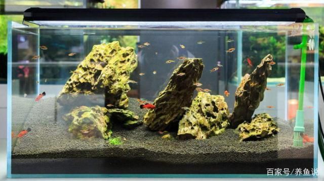 10種最耐養觀賞魚：10種最耐養的觀賞魚
