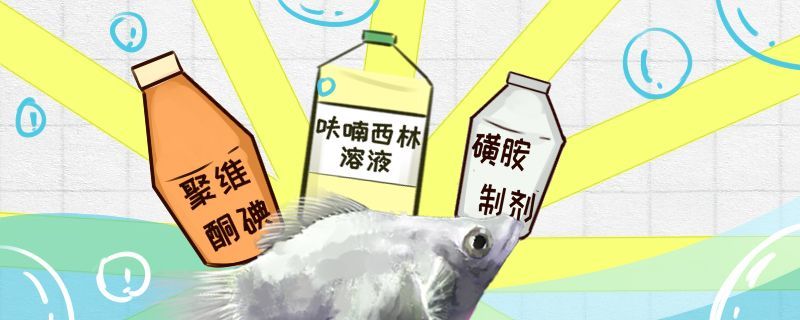 瑪麗魚得了白點(diǎn)病怎么治常見病治療方法 瑪麗魚得了白點(diǎn)病怎么治常見病治療方法 速倍妥魚糧魚藥
