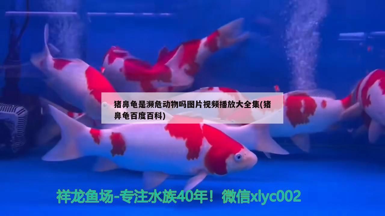 豬鼻龜是瀕危動物嗎圖片視頻播放大全集(豬鼻龜百度百科)