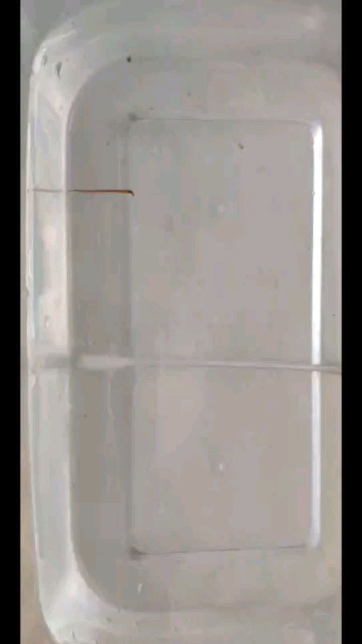 魚友們至少這是什么蟲嗎？