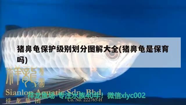 豬鼻龜保護級別劃分圖解大全(豬鼻龜是保育嗎)
