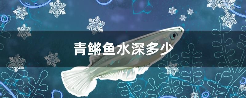 青鳉魚水深多少