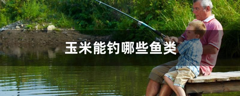 玉米能釣?zāi)男~類