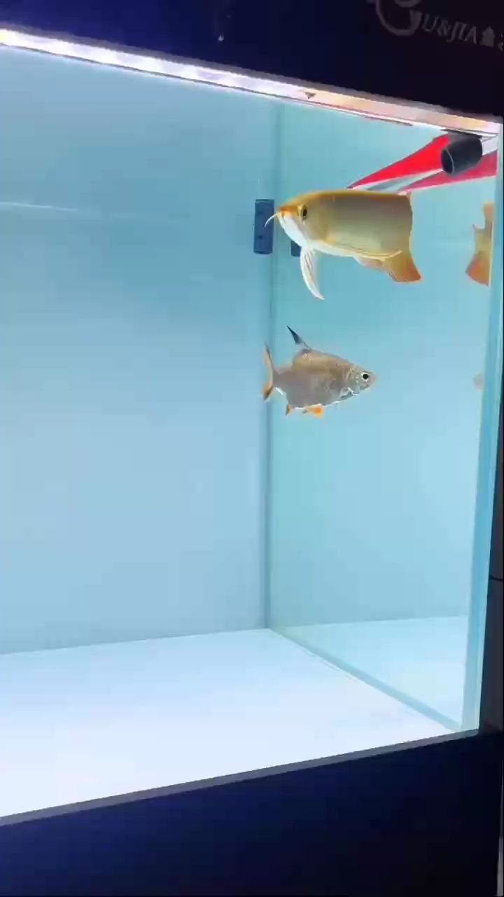 圓月彎刀