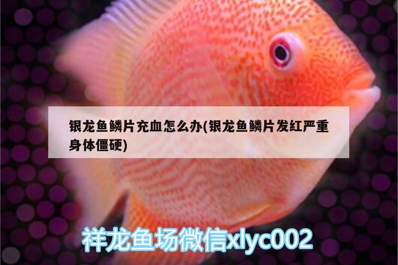 銀龍魚鱗片充血怎么辦(銀龍魚鱗片發紅嚴重身體僵硬) 銀龍魚鱗片充血怎么辦(銀龍魚鱗片發紅嚴重身體僵硬) 銀龍魚百科