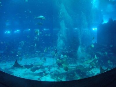 如何判斷龍魚缸的厚度？，判斷龍魚缸玻璃厚度是否合適，科學判斷魚缸厚度需綜合 如何判斷龍魚缸的厚度？，判斷龍魚缸玻璃厚度是否合適，科學判斷魚缸厚度需綜合 龍魚百科 第2張