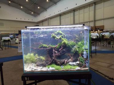 2024水族展覽會:2024中國國際寵物水族展覽會 魚缸百科 第3張 2024水族展覽會:2024中國國際寵物水族展覽會 2024水族展覽會:2024中國國際寵物水族展覽會 魚缸百科 第3張