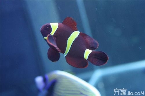 海水觀賞魚種類有哪些（海水觀賞魚的種類及種類介紹）